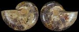 Cut & Polished, Agatized Ammonite Fossil - Jurassic #53830-1